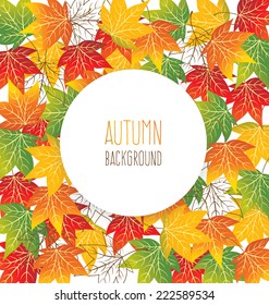 maple autumn leaves