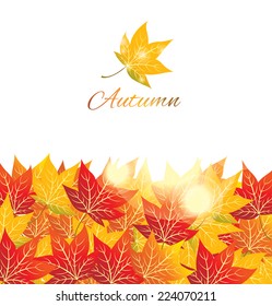 maple autumn leaves