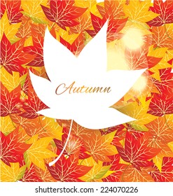 maple autumn leaves