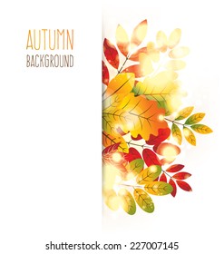 maple autumn leaves