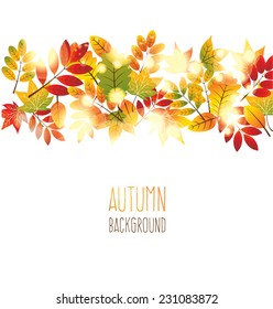 maple autumn leaves