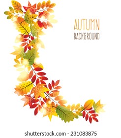maple autumn leaves