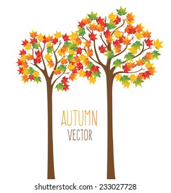 maple autumn leaves