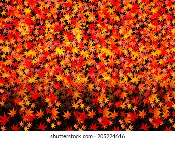  Maple autumn leaves background