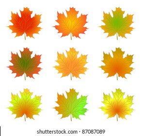 Maple autumn leaves isolated on a white background. Vector illustration.