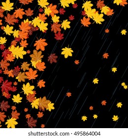 Maple autumn leaves on a black background