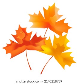 Maple and Autumn Leaves Vector Illustration
