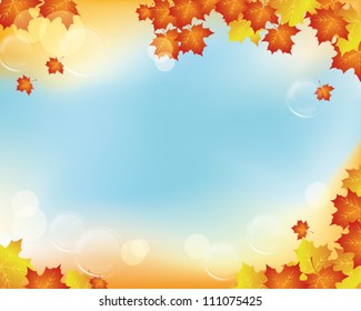 maple background