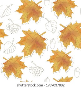 Maple and birch leaves, rowan berries and acorns.  Line drawing, seamless drawing. Autumn and summer design.  For a paper, a cover, a fabric, gift packing, wall drawing, an interior decor