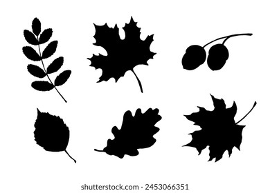 Maple, birch tree and oak leaves silhouette. Hand drawn fall illustrations set isolated on white