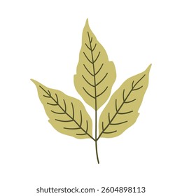 Maple or box elder leaf in light green color. One element isolated on white. Spring or summer background, vector illustration