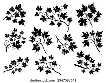 Maple branch black silhouette on a transparent background, vector set