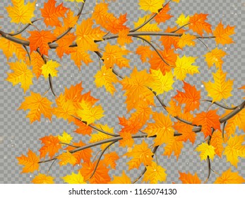 Maple branch with colorful leaves isolated on transparent background. EPS 10