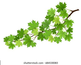 Maple branch with green leaves. Super realistic vector illustration, isolated on white background. Plant element for design cards about nature.