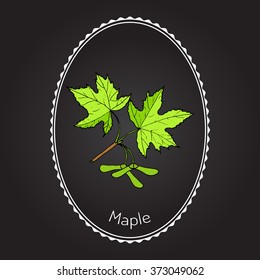 Maple branch with leaves and seeds. Vector illustration