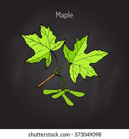 Maple branch with leaves and seeds. Vector illustration