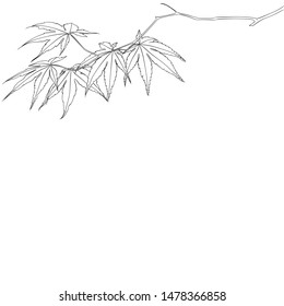 Maple branch. Line drawing. Vector illustration. 