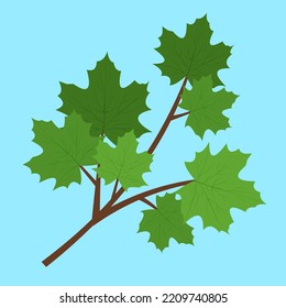 maple branch on blue background