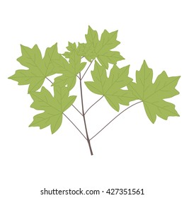 Maple branch. Tree twig with leaves. Isolated vector illustration.
