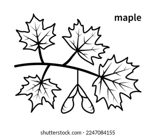 Maple branch vector line icons. Nature and ecology. Maple, leaves, plant, icon, drawing, fetus, title and more. Isolated collection of maple branch for web sites icon on white background.