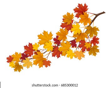 Maple branch with yellow and red leaves. Super realistic vector illustration. Plant element for design autumn cards about nature.