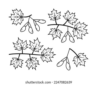 Ahornzweige und Ahornfruchtmarkierungen. Natur und Ökologie. Ahorn, Blätter, Pflanze, Ikone, Zeichnung, Fötus und mehr. Einzige Kollektion von Linien-Symbolen Ahornzweige auf weißem Hintergrund.