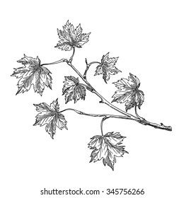 Maple Branch,vector Hand Drawing