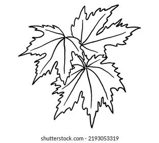 maple brunch vector line sketch, leaf,  stock vector illustration