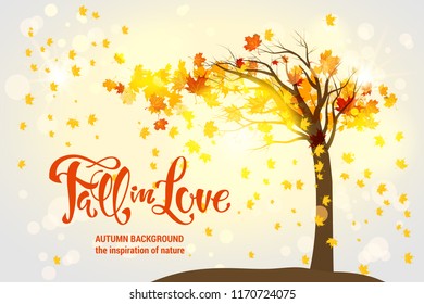 Maple fall tree