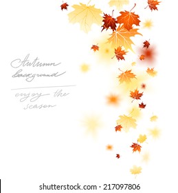  Maple falling leaves isolated with place for text.