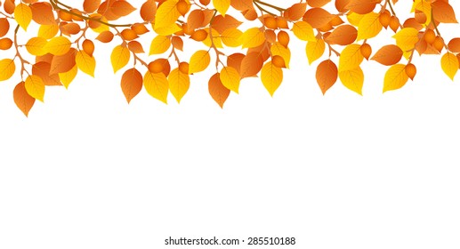 Maple foliage background