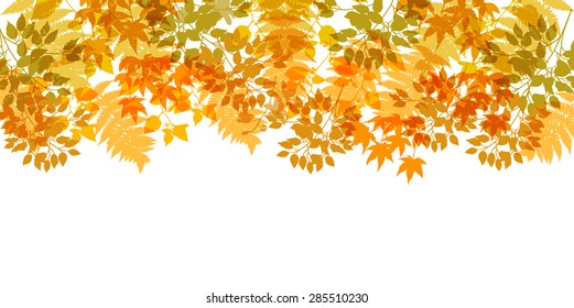 Maple foliage background