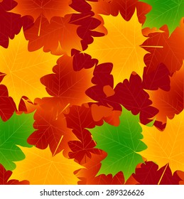 Maple foliage background