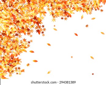 Maple foliage background