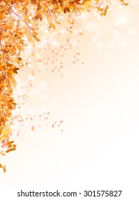 
Maple foliage background