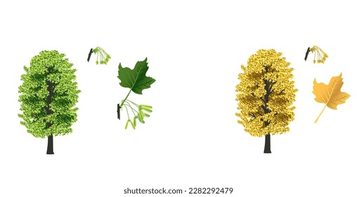 maple foliage green and yellow seasons seeds tree branches