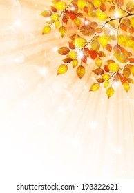  Maple foliage landscape
