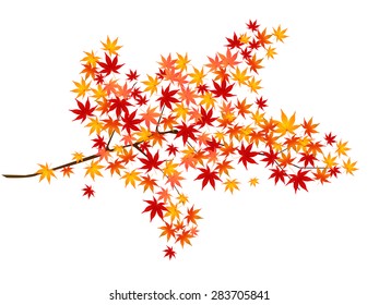Maple foliage tree