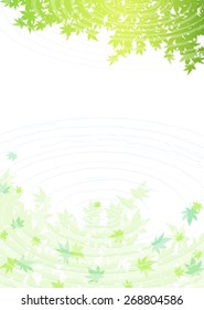 Maple of fresh green reflected on the surface of the water