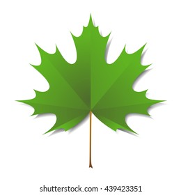 Maple green leaf  isolated on a white background