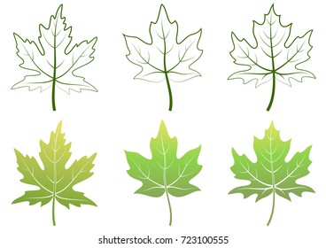 Maple Green Leaves and Contour Pictograms Isolated on White Background. Vector