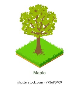 Maple icon. Isometric illustration of maple vector icon for web.