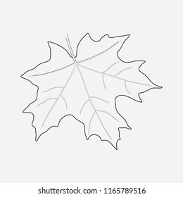 Maple icon line element. Vector illustration of maple icon line isolated on clean background for your web mobile app logo design.