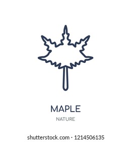 Maple icon. Maple linear symbol design from Nature collection. Simple outline element vector illustration on white background.