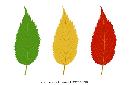 Maple illustration set