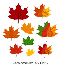 Maple Leaf