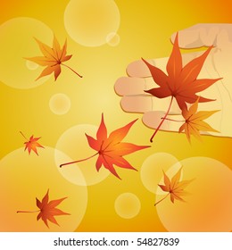 Maple Leaf