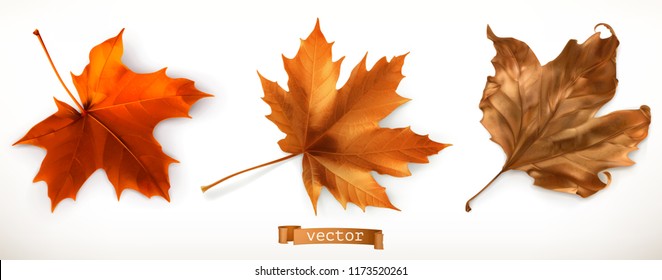 Maple leaf. 3d realistic vector icons