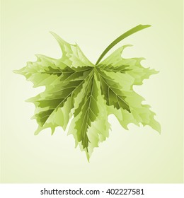 Maple leaf acer platanoides Drummondii vector illustration