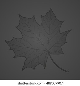 Maple Leaf. Autumn 